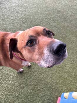 Pit Bull Terrier and Australian Cattle Dog Blue Heeler Dogs Available for Adoption in Millcreek, Utah - Bolt | PetCurious