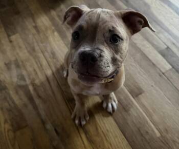 Dahlia (Goldie) -  American Staffordshire Terrier and American Bully Dog for Adoption in Plymouth, Michigan - Dahlia (Goldie) | PetCurious