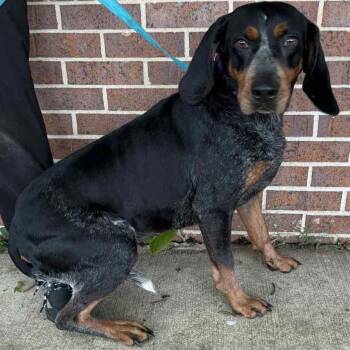 Bluetick Coonhound Dogs Available for Adoption - Sweetie | PetCurious