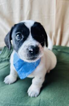 Jack Russell Terrier Dogs Available for Adoption in Newborn, Georgia - SCOOTER | PetCurious