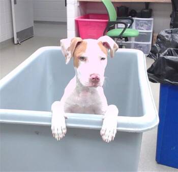 ICE CREAM SANDWICH -  Boxer and Mixed Breed Dog for Adoption in Omaha, Nebraska - ICE CREAM SANDWICH | PetCurious