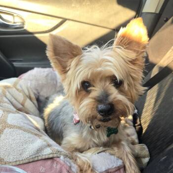 Shaggy -  Yorkshire Terrier Dog for Adoption in Helena, Alabama - Shaggy | PetCurious
