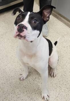 Moo -  Mixed Breed Dog for Adoption in Lafayette, Indiana - Moo | PetCurious
