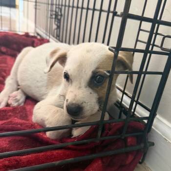 Rose -  Shepherd and Pit Bull Terrier Dog for Adoption in Starkville, Mississippi - Rose | PetCurious