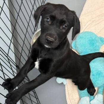 Mixed Breed Dogs Available for Adoption in Roanoke, Virginia - Ciabatta | PetCurious