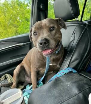 Rio -  Pit Bull Terrier Dog for Adoption in Manchester, Connecticut - Rio | PetCurious