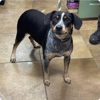 Beagle Dogs Available for Adoption in Plainfield, Illinois - Piper | PetCurious