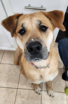 Mastiff and Akita Dogs Available for Adoption in Maybrook, New York - Piper | PetCurious