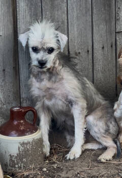 Rescue Mixed Breed Dogs for Adoption in Severance, Colorado - Gertrude | PetCurious