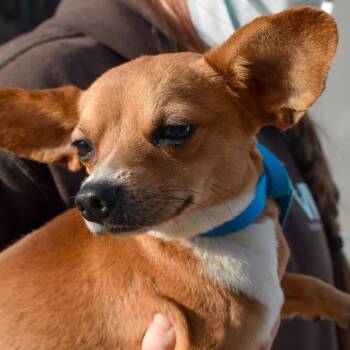 Chihuahua Dogs Available for Adoption in Evansville, Indiana - Donnie | PetCurious