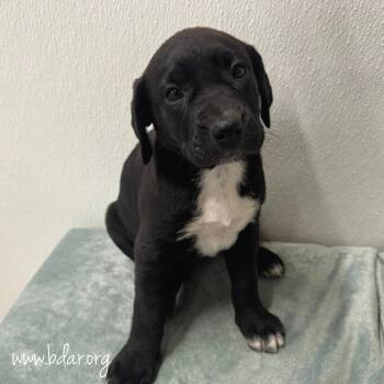 Vega -  Labrador Retriever and Mixed Breed Dog for Adoption in Cheyenne, Wyoming - Vega | PetCurious