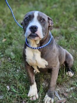 Bulldog Dogs Available for Adoption in Fort Payne, Alabama - Brik | PetCurious