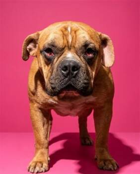 Mixed Breed Dogs Available for Adoption in Jacksonville, Florida - RUFUS | PetCurious