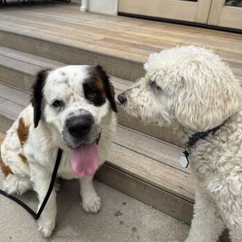 Dandelion -  Saint Bernard Dog for Adoption in Los Angeles, California - Dandelion | PetCurious