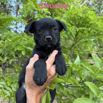 Chihuahua and Mixed Breed Dogs Available for Adoption in Wadena, Minnesota - Chacha | PetCurious