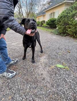 Cane Corso Dogs Available for Adoption in Blytheville, Arkansas - Luna Whiliuby | PetCurious