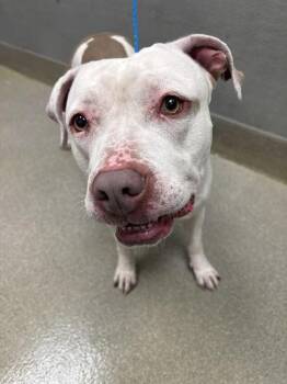 Pit Bull Terrier Dogs Available for Adoption in Las Vegas, Nevada - JT | PetCurious