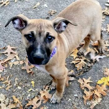 Rescue Mixed Breed and Terrier Dogs for Adoption in Olathe, Kansas - Ceres | PetCurious