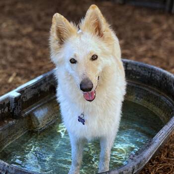 Cherie -  Collie and Shepherd Dog for Adoption in Boerne, Texas - Cherie | PetCurious