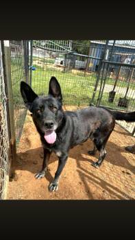 Tundra -  German Shepherd Dog Dog for Adoption - Tundra | PetCurious
