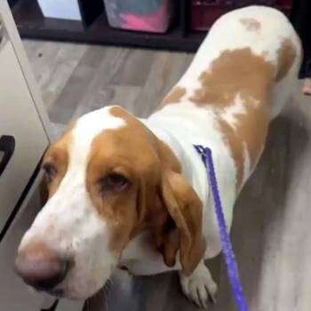 Basset Hound Dogs Available for Adoption in Hamilton, New Jersey - MOOSE - ADOPTION PENDING! | PetCurious