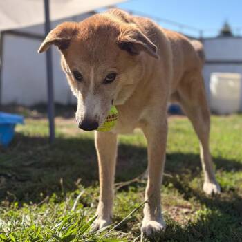 CLYDE -  Husky and Yellow Labrador Retriever Dog for Adoption in St. Augustine, Florida - CLYDE | PetCurious