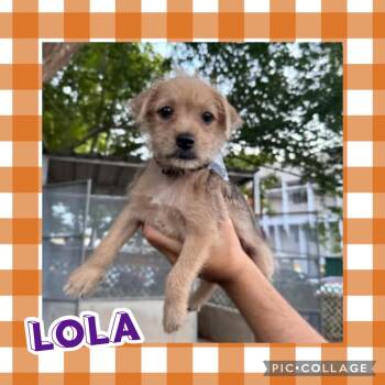Lola -  Terrier Dog for Adoption in Ringwood, New Jersey - Lola | PetCurious