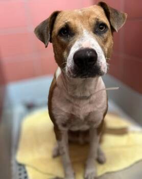 CHARMING -  Labrador Retriever and Mixed Breed Dog for Adoption in Houston, Texas - CHARMING | PetCurious