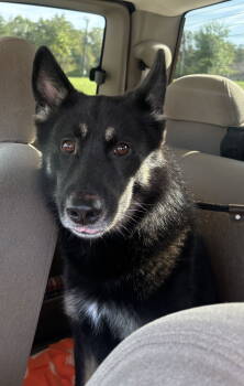 Rescue German Shepherd Dog Dogs for Adoption in Baltimore, Maryland - Rocky Road | PetCurious