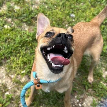 Eola -  Mixed Breed Dog for Adoption - Eola | PetCurious