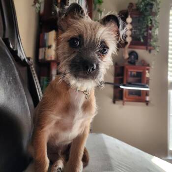 Willie -  Terrier and Mixed Breed Dog for Adoption in Rockville, Maryland - Willie | PetCurious