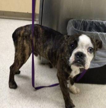 OLIVER -  American Bulldog and Mixed Breed Dog for Adoption in Riverside, California - OLIVER | PetCurious