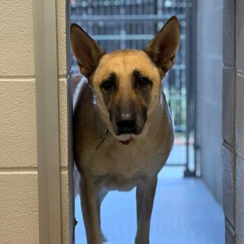 Empress -  German Shepherd Dog Dog for Adoption in Greensboro, North Carolina - Empress | PetCurious
