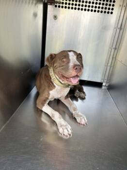 Rescue Pit Bull Terrier and Mixed Breed Dogs for Adoption in Fort Worth, Texas - 59438354 | PetCurious