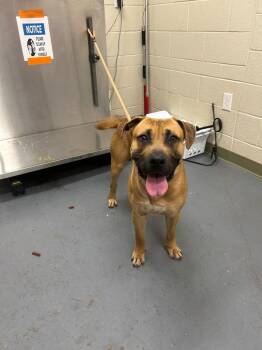 Mastiff Dogs Available for Adoption in Winder, Georgia - 2026-05-085 | PetCurious