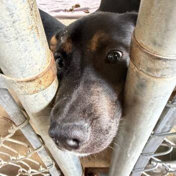 Mixed Breed Dogs Available for Adoption in Lake Panasoffkee, Florida - Slate | PetCurious