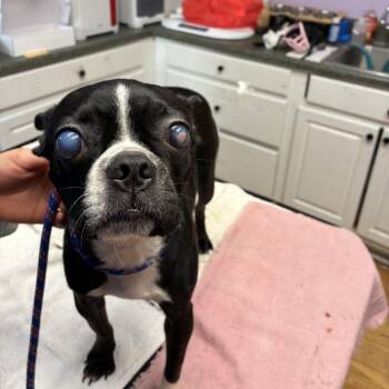 Soccer Ball -  Boston Terrier Dog for Adoption in Northbrook, Illinois - Soccer Ball | PetCurious