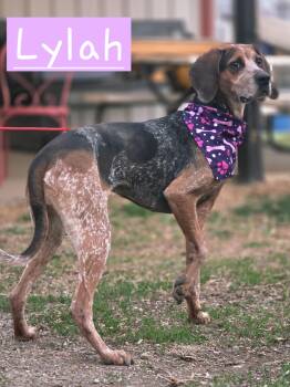 Bluetick Coonhound Dogs Available for Adoption in Walthill, Nebraska - Lylah | PetCurious