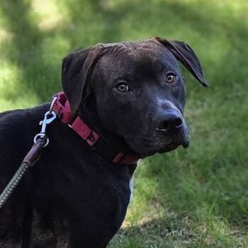 Pit Bull Terrier and German Shorthaired Pointer Dogs Available for Adoption in Pittsford, Vermont - Hank | PetCurious