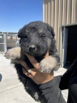 Knox -  German Shepherd Dog Dog Available for Adoption in Victorville, California - Knox | PetCurious