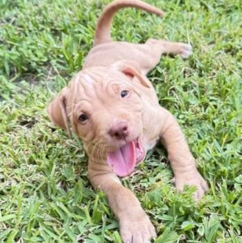 Sawyer -  Vizsla and Shar Pei Dog for Adoption in Pflugerville, Texas - Sawyer | PetCurious