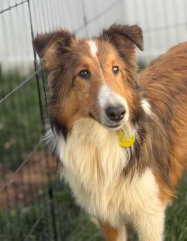 Shetland Sheepdog Sheltie Dogs Available for Adoption in Catlettsburg, Kentucky - Rebel | PetCurious