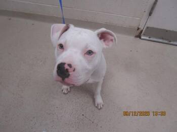 Cane(77) -  Pit Bull Terrier Dog for Adoption in Marietta, Georgia - Cane(77) | PetCurious