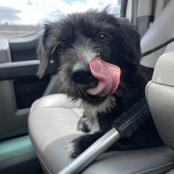 Terrier Dogs Available for Adoption in Anahuac, Texas - BAC-Stray-141576 | PetCurious