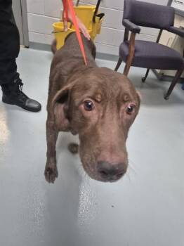 BUCK -  Labrador Retriever Dog for Adoption in St. Cloud, Florida - BUCK | PetCurious