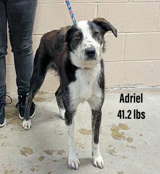 Rescue Hound and Border Collie Dogs for Adoption in Clearfield, Kentucky - Adriel | PetCurious