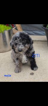 Ziti -  Labradoodle Dog for Adoption in Semmes, Alabama - Ziti | PetCurious