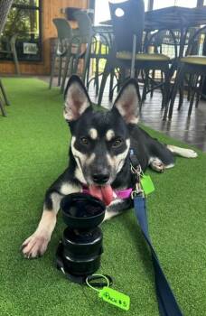 AVALON -  Siberian Husky and Mixed Breed Dog for Adoption in Houston, Texas - AVALON | PetCurious