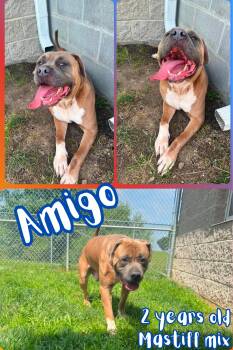 Amigo -  Mastiff Dog for Adoption in Franklin, Indiana - Amigo | PetCurious