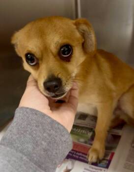 Barley -  Chihuahua and Terrier Dog for Adoption in Bloomfield, Connecticut - Barley | PetCurious
